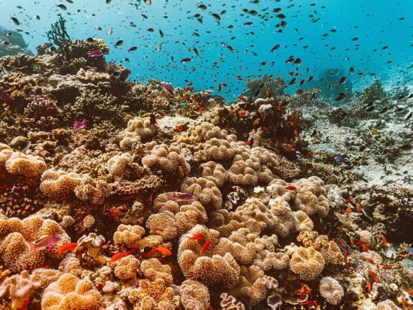 Fiji vacations, island hopping tour