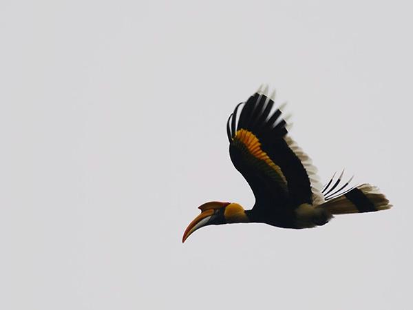 Luxury Kerala birding & nature tour