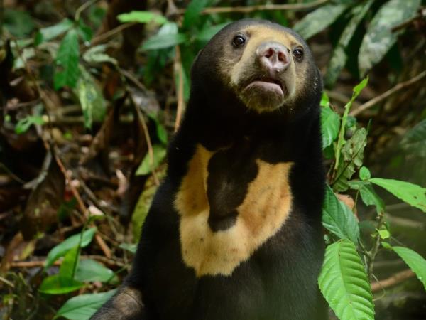 Borneo wildlife vacation, tailor made