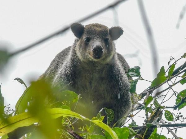 West Papua wildlife vacation