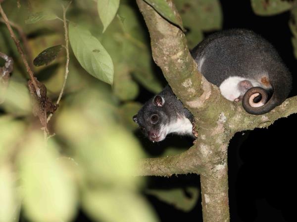 West Papua wildlife vacation