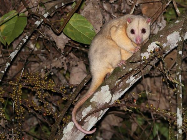 West Papua wildlife vacation