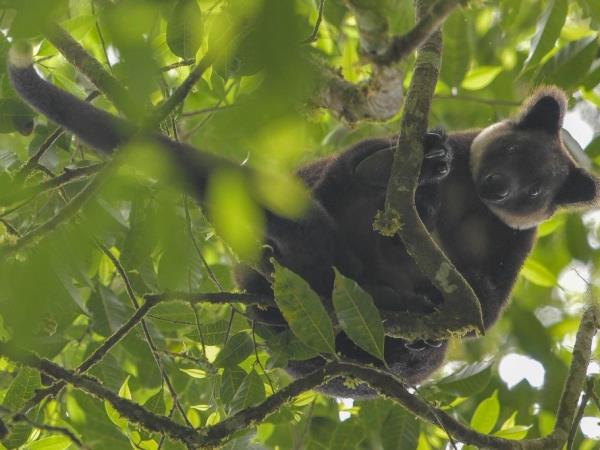 West Papua wildlife vacation