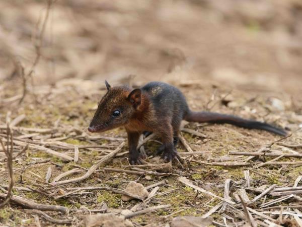 West Papua wildlife vacation