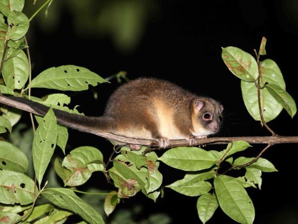 West Papua wildlife vacation