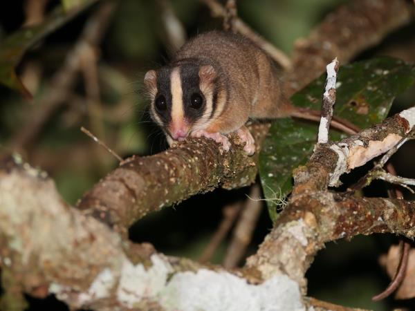 West Papua wildlife vacation