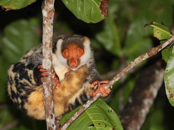 West Papua wildlife vacation