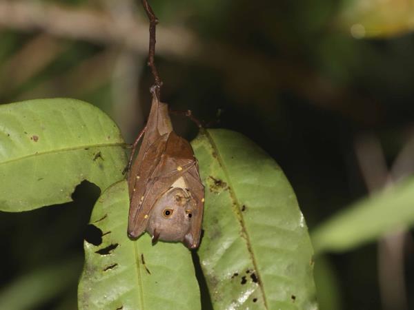 West Papua wildlife vacation
