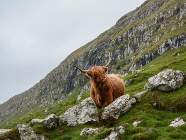 Scotland, Faroe Islands & Iceland cruise