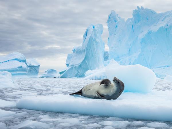 Antarctic Peninsula expedition cruise, 11 days