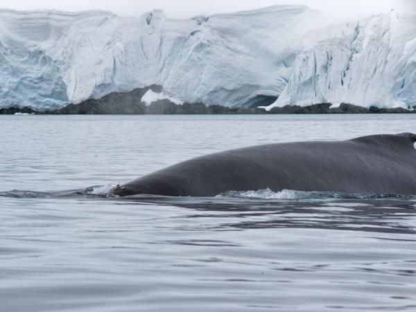 Antarctic Peninsula expedition cruise, 11 days