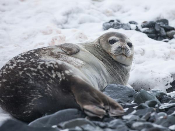 Antarctic Peninsula expedition cruise, 11 days