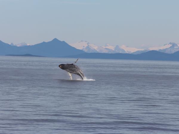 Inner Reaches Western Coves cruise in Alaska