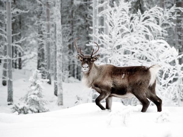 Northern Lights and wildlife vacation in Swedish Lapland