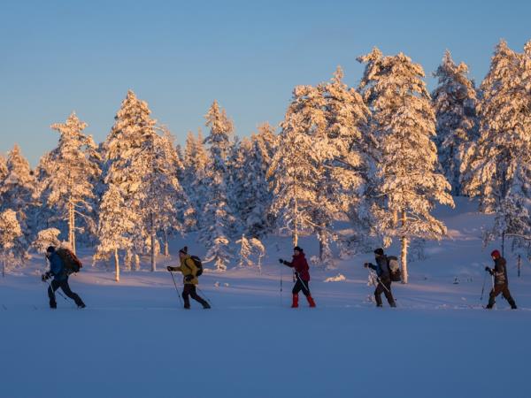 Northern Lights and wildlife vacation in Swedish Lapland