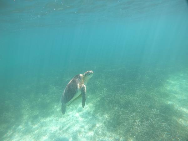 Yucatan wildlife and nature vacation, Mexico