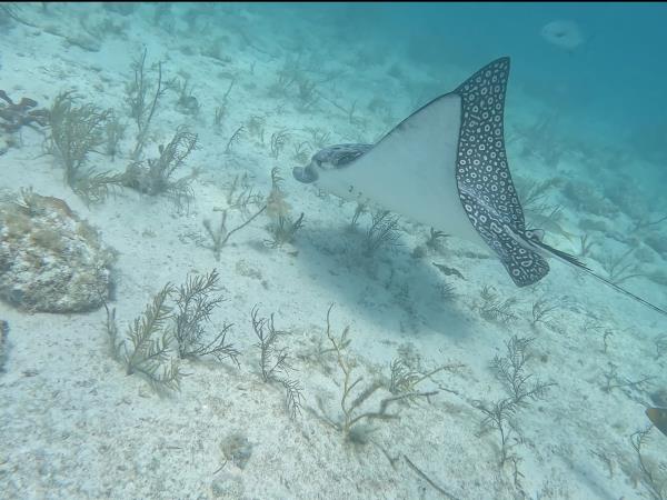 Yucatan wildlife and nature vacation, Mexico