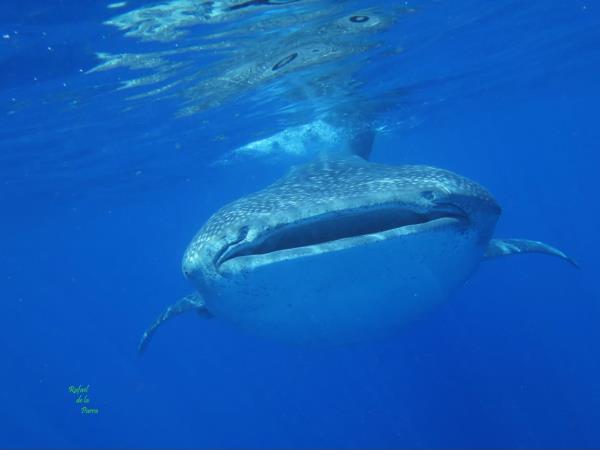 Yucatan wildlife and nature vacation, Mexico