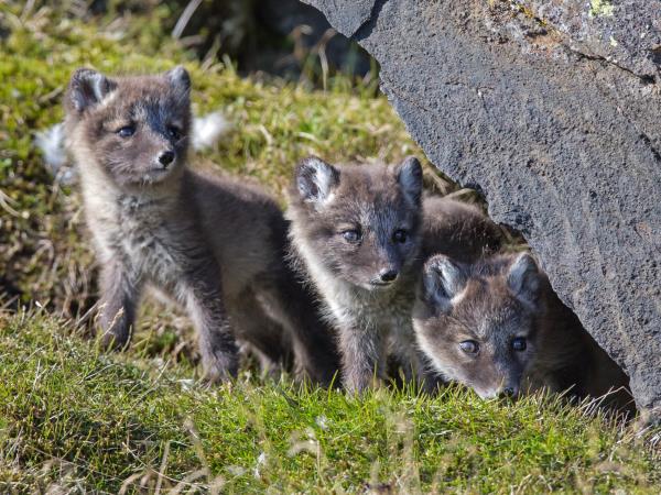 Arctic sailing voyages, North Spitsbergen