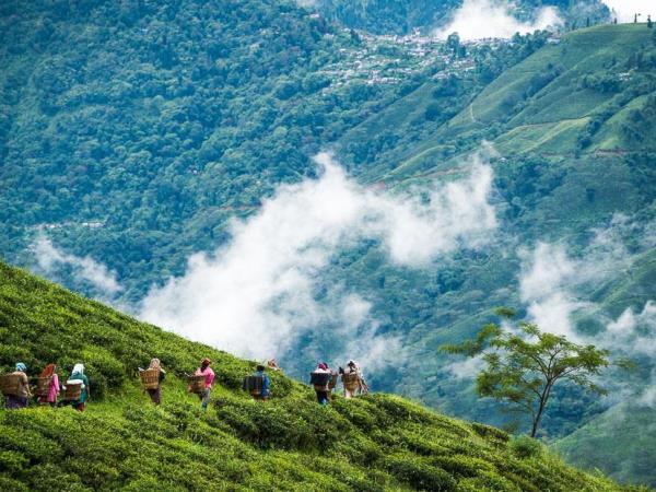Multi-Region Himalayan Walking tour: Shimla & Darjeeling (shell)