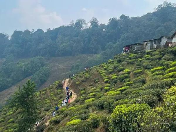 Multi-Region Himalayan Walking tour: Shimla & Darjeeling (shell)