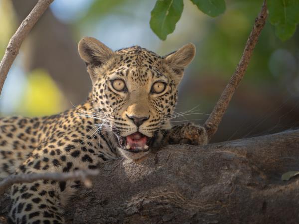 Botswana safari tour from desert to Delta and Falls 
