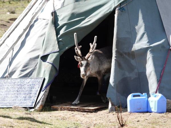 Mongolia Tsaatan reindeer herders group tour