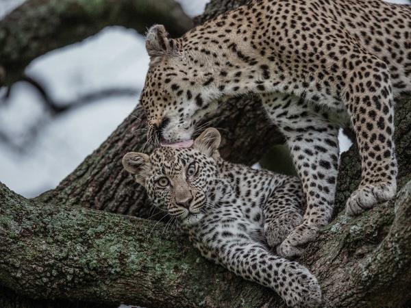 Kenya safari tour, north and south