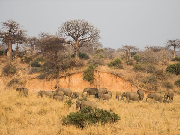 Tanzania luxury safari and beach vacation