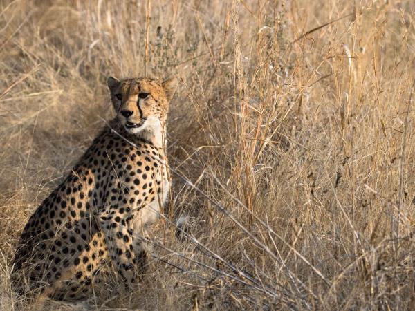 Tanzania luxury safari and beach vacation
