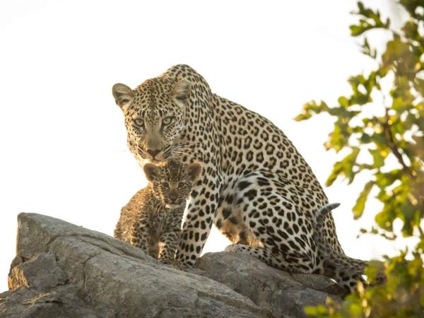 South Africa safari and Mauritius beach vacation