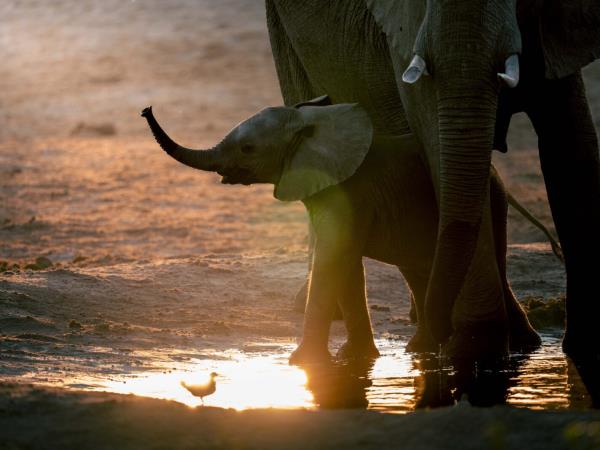 Southern Africa luxury wildlife & beach vacation