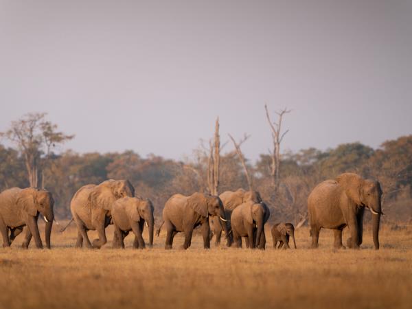 Southern Africa luxury wildlife & beach vacation