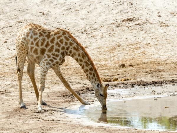 Southern Africa luxury wildlife & beach vacation