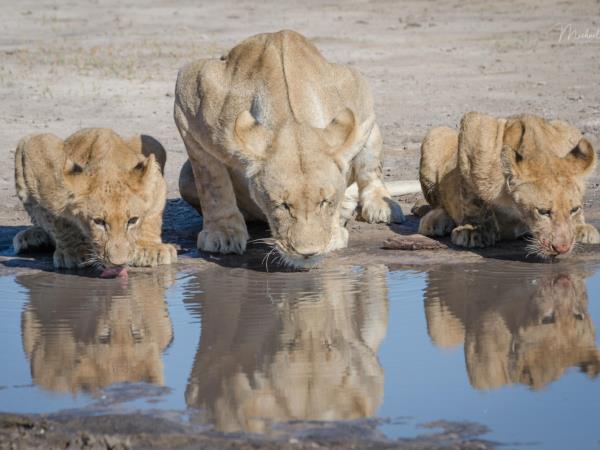 Southern Africa luxury wildlife & beach vacation