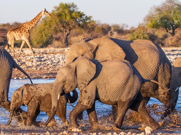 Wheelchair accessible Namibia self drive vacation