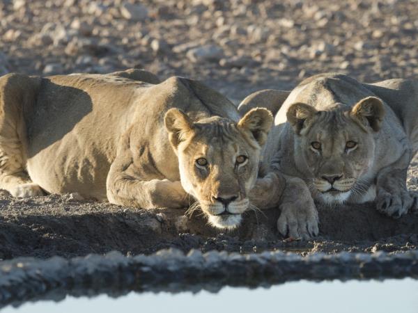 Wheelchair accessible Namibia self drive vacation