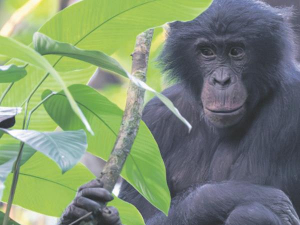 Congo river cruise