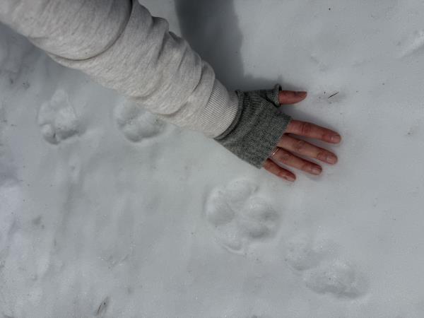 Alpine Wolf tracking vacation, France