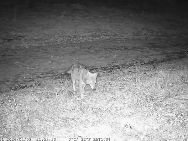 Alpine Wolf tracking vacation, France