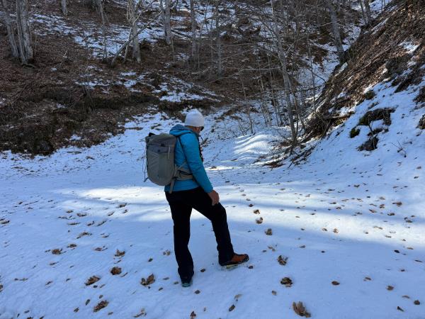 Alpine Wolf tracking vacation, France