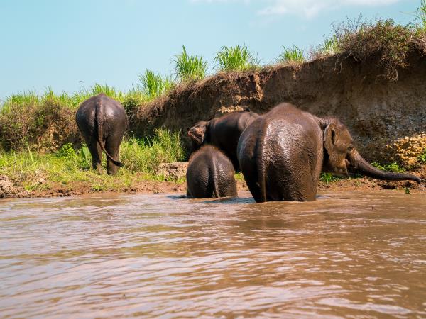 Self drive Tuk Tuk adventure vacation Thailand