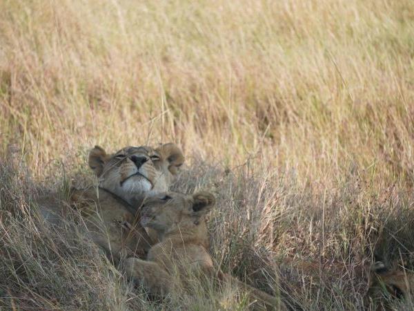 Tanzania vacation with Serengeti walking safari 