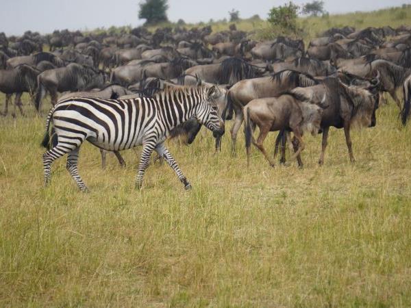 Tanzania vacation with Serengeti walking safari 
