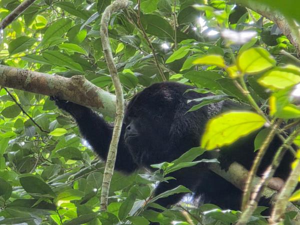 Yucatan wildlife and nature vacation, Mexico