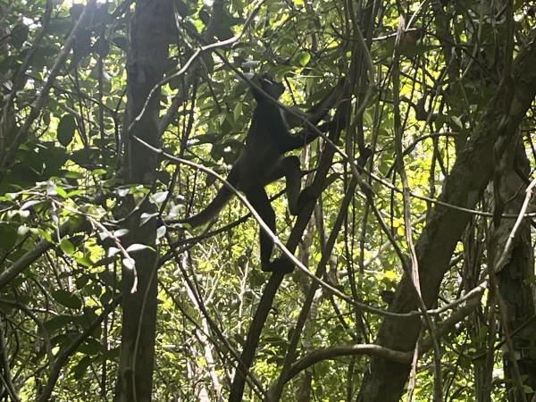 Yucatan wildlife and nature vacation, Mexico