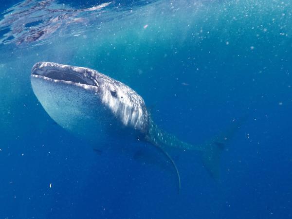 Yucatan wildlife and nature vacation, Mexico