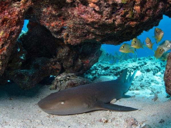 Yucatan wildlife and nature vacation, Mexico