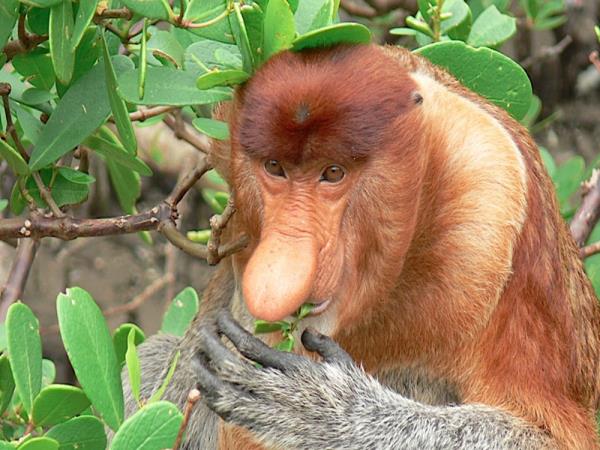 Sarawak & Sabah highlights vacation, Borneo
