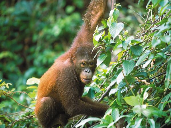 Sarawak & Sabah highlights vacation, Borneo